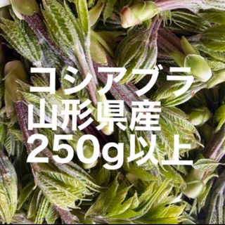 コシアブラ　250g以上(野菜)