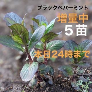 ブラックペパーミント　花苗　根付き　抜き苗　GW中５株に増量‼︎(プランター)