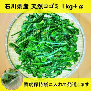 こごみ コゴミ 山菜 天然 石川県産 1kg  +α(野菜)