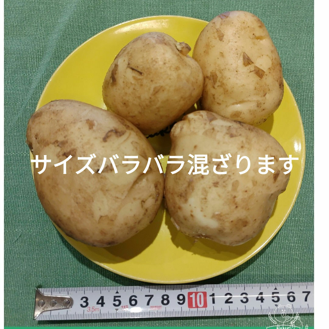 農家直送ほりたて春の新じゃがいも箱込み10kg 食品/飲料/酒の食品(野菜)の商品写真