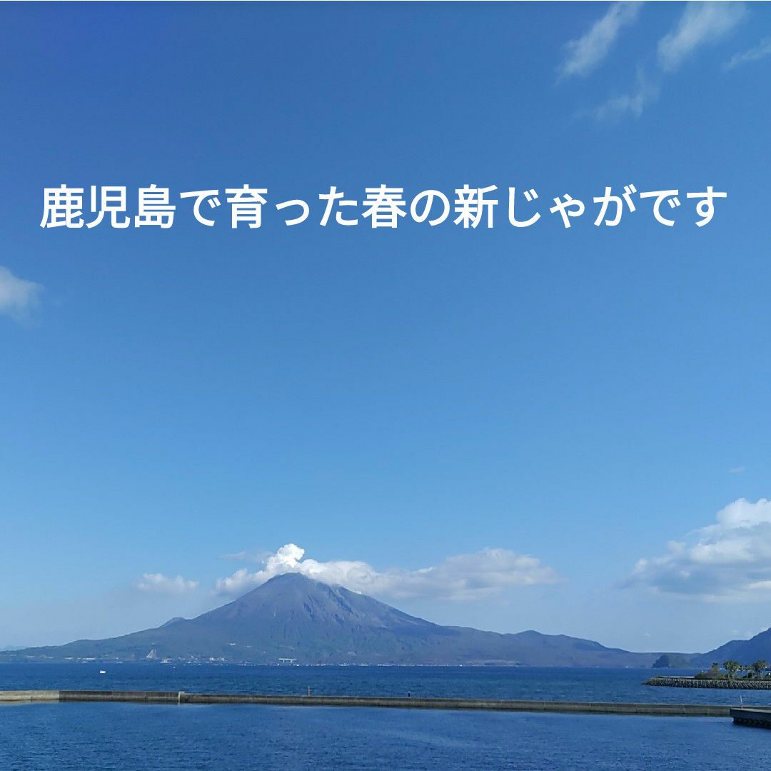 農家直送ほりたて春の新じゃがいも箱込み10kg 食品/飲料/酒の食品(野菜)の商品写真