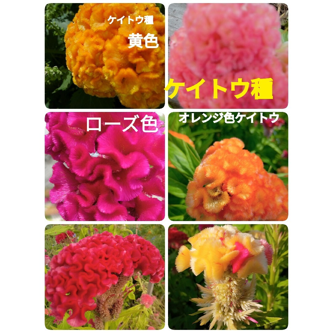 久留米ケイトウ種 ハンドメイドのフラワー/ガーデン(プランター)の商品写真