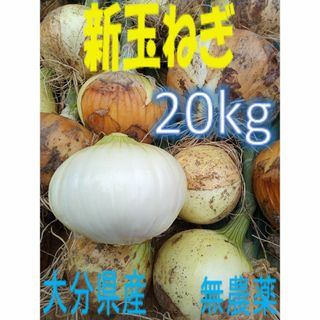 大分県産 新玉ねぎ ソニック 20kg(野菜)