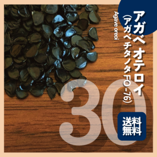 【４月入荷】種子30粒 アガベ・オテロイ（オアハカ産）【送料無料】(その他)