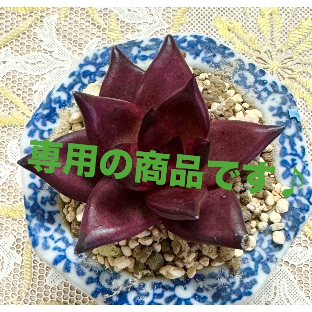 専用★特選美苗★多肉植物・ロメオルビン♪ ハンドメイドのフラワー/ガーデン(その他)の商品写真