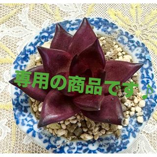 専用★特選美苗★多肉植物・ロメオルビン♪(その他)