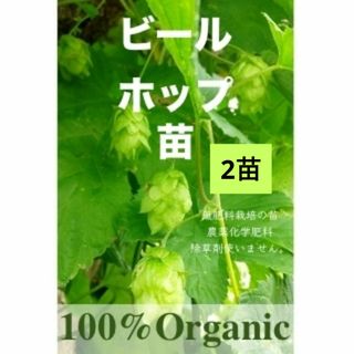 宿根　ホップ　ビール　地下茎　苗　自然栽培　ハーブ　 オーガニック　ゆうパ(その他)