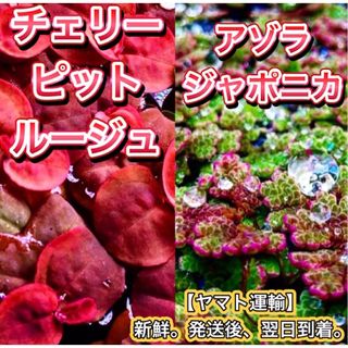 ★チェリー アゾラ 浮草 水草セット 熱帯魚 メダカの飼育 メダカ 産卵床(アクアリウム)