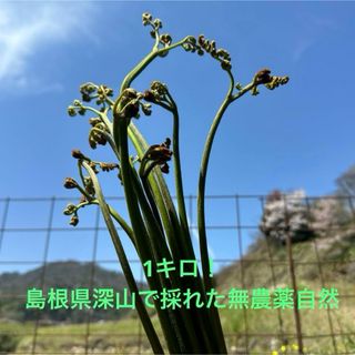 わらび　完全無農薬　大自然島根県深山で採れた　ワラビ　蕨(野菜)