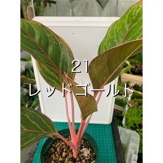 21 アグラオネマ　レッドゴールド　抜き苗　Aglaonema Red Gold(プランター)