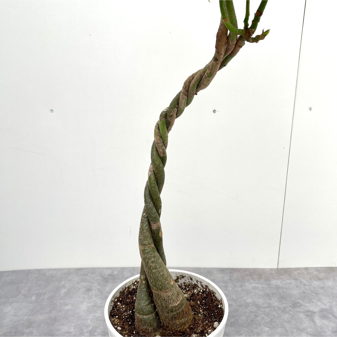 パキラ　ねじり　3【現品】観葉植物　室内 ハンドメイドのフラワー/ガーデン(その他)の商品写真