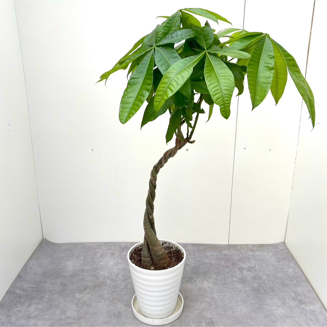 パキラ　ねじり　3【現品】観葉植物　室内 ハンドメイドのフラワー/ガーデン(その他)の商品写真