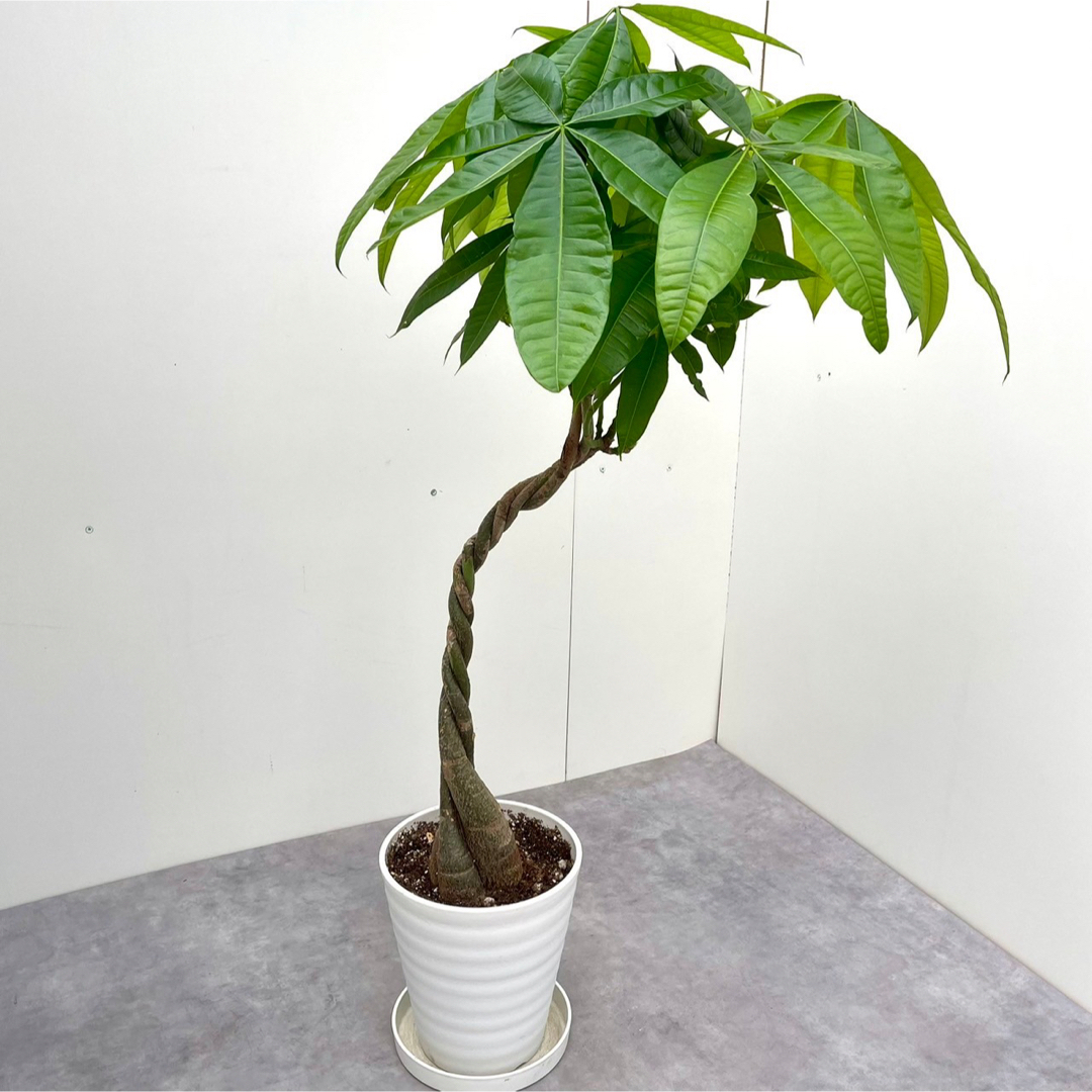 パキラ　ねじり　3【現品】観葉植物　室内 ハンドメイドのフラワー/ガーデン(その他)の商品写真