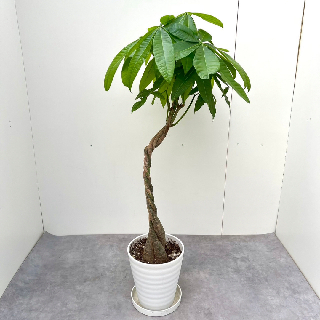 パキラ　ねじり　3【現品】観葉植物　室内 ハンドメイドのフラワー/ガーデン(その他)の商品写真