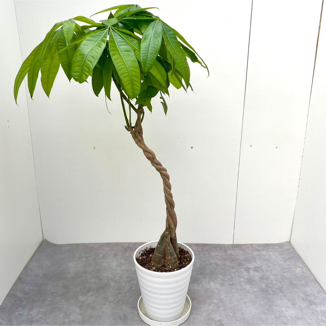 パキラ　ねじり　3【現品】観葉植物　室内 ハンドメイドのフラワー/ガーデン(その他)の商品写真