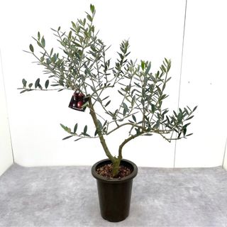 オリーブ　マンザニロ　6【現品】観葉植物　創樹　SOUJU 6号(その他)