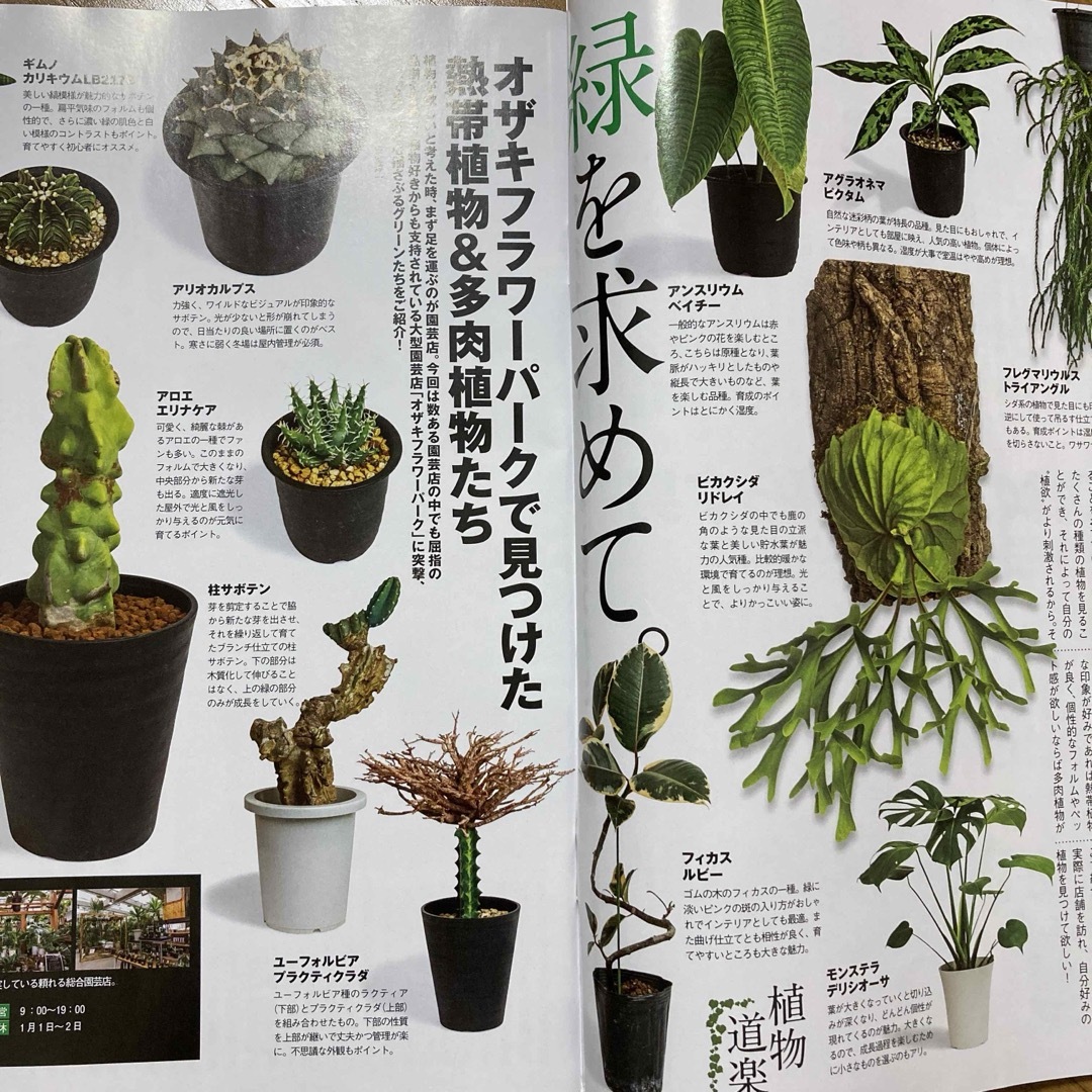 【匿名配送】mono (モノ) マガジン 2024年3/16号 道楽植物特集 エンタメ/ホビーの雑誌(その他)の商品写真