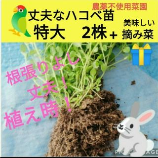 丈夫なハコベ苗　2株♥今だけ美味しい摘み菜プレゼント！(鳥)