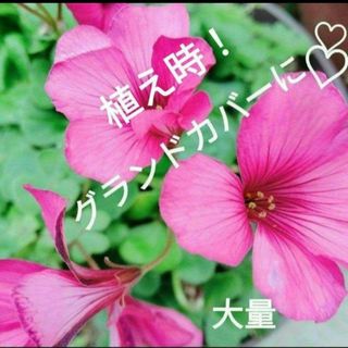 オキザリス　紅カタバミ(花瓶)