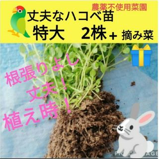 丈夫なハコベ苗2株♥今だけ美味しい摘み菜プレゼント！(爬虫類/両生類用品)