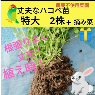 丈夫な　ハコベ苗　2株♥今だけ美味しい摘み菜プレゼント！(鳥)