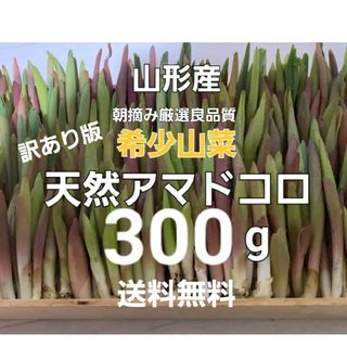 山形産　天然朝摘みアマドコロ(訳あり)約300g　あまどころ　春野菜　山菜(野菜)