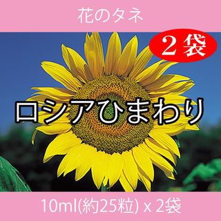 花のタネ EAA ロシアひまわり 10ml x 2袋(プランター)