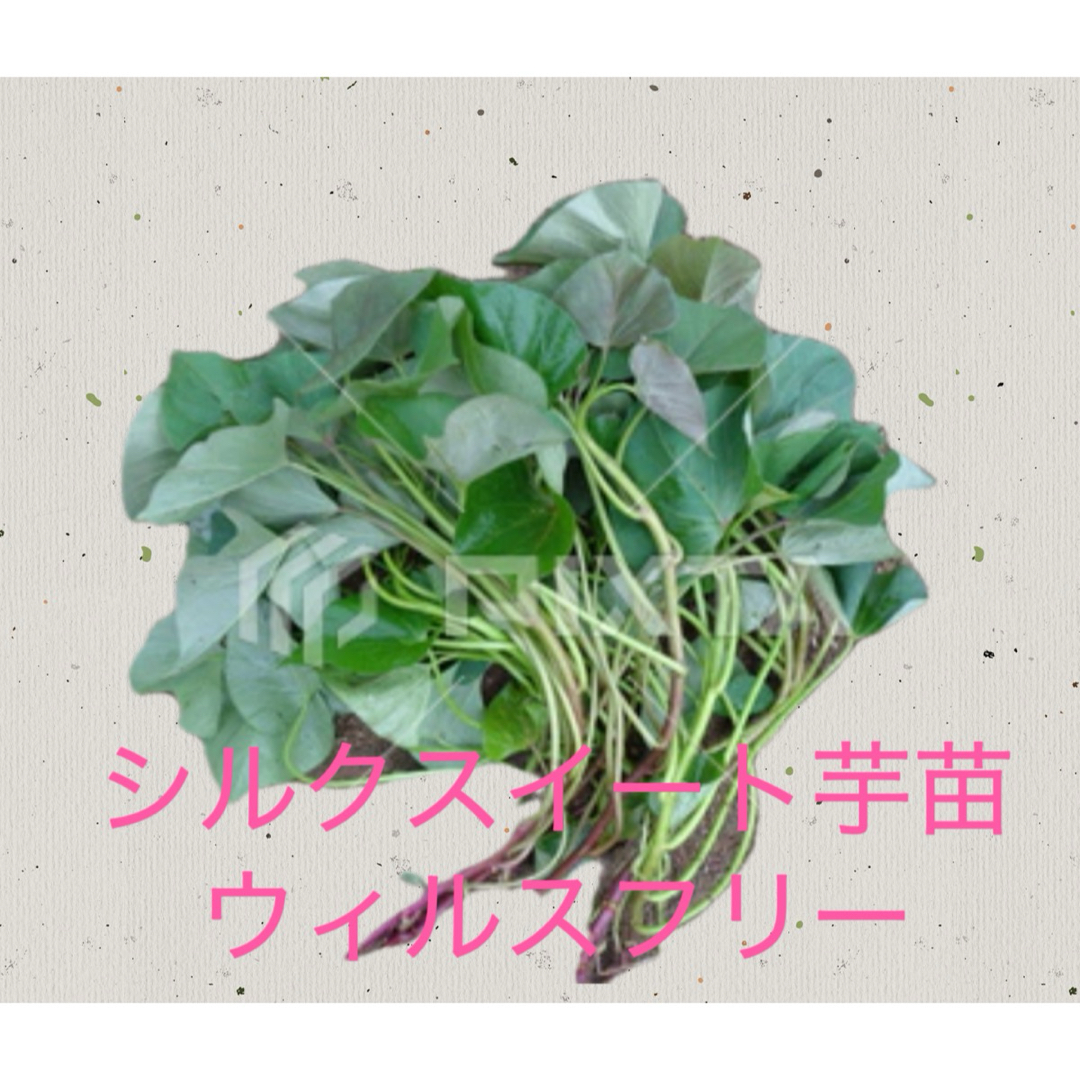 シルクスイート芋苗12本 食品/飲料/酒の食品(野菜)の商品写真