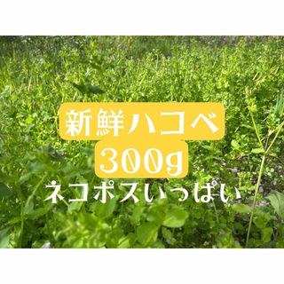 ハコベ　摘み菜　農薬不使用　ネコポス満タン　正味300g 新鮮　つぼみ付き(鳥)