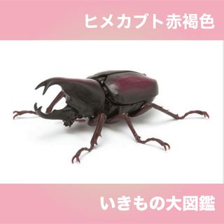 BANDAI - いきもの大図鑑 かぶとむし 03 ヒメカブト 赤褐色 未使用品