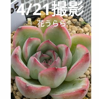 105♥花うらら♥　根あり　多肉植物(プランター)