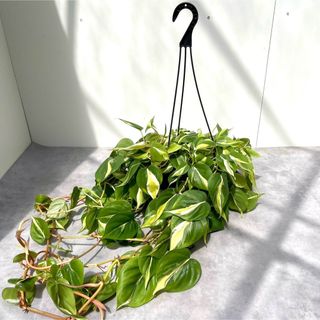 フィロデンドロン　クリームスプラッシュ【現品】観葉植物　ハンギング(その他)