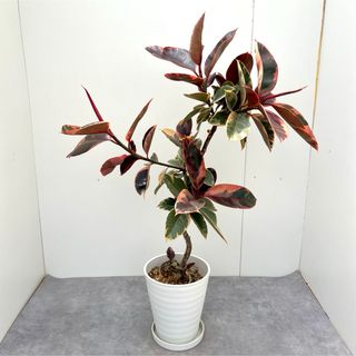 フィカス　ルビー　曲がり　16【現品】観葉植物(その他)