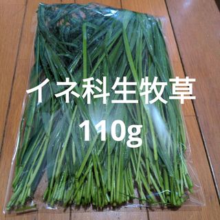 モルモットの餌  イネ科  生牧草  110g