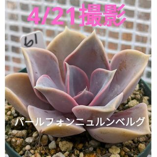 61♥パールフォンニュルンベルグ♥　根あり　多肉植物(プランター)