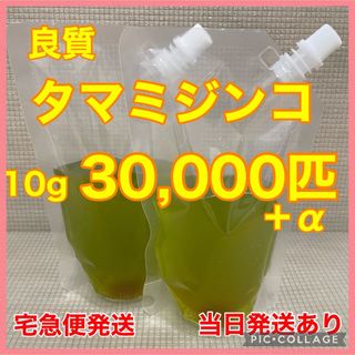 良質　タマミジンコ　30,000匹　生き餌　栄養満点　産卵促進　色揚げに(ペットフード)