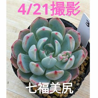 3♥七福美尻♥　根あり　多肉植物(プランター)