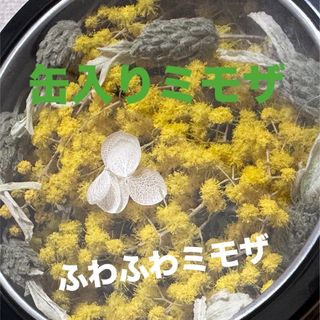 缶入りミモザ　フレンチラベンダー　アナベルの花弁　ドライフラワー　シリカゲル(ドライフラワー)