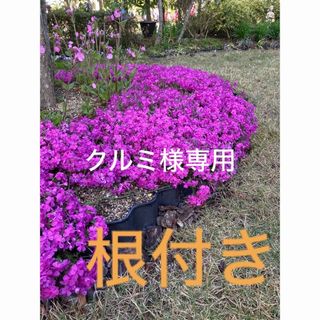 芝桜　ダニエルクッション　苗(その他)