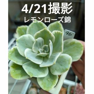 96♥レモンローズ錦♥　根あり　多肉植物(プランター)