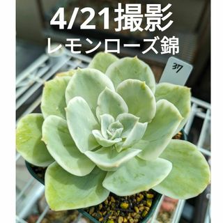 37♥レモンローズ錦♥　根あり　多肉植物(プランター)