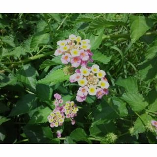 ランタナ　ピンク　挿し木 用　カット・枝　３本　花木　観葉植物(その他)
