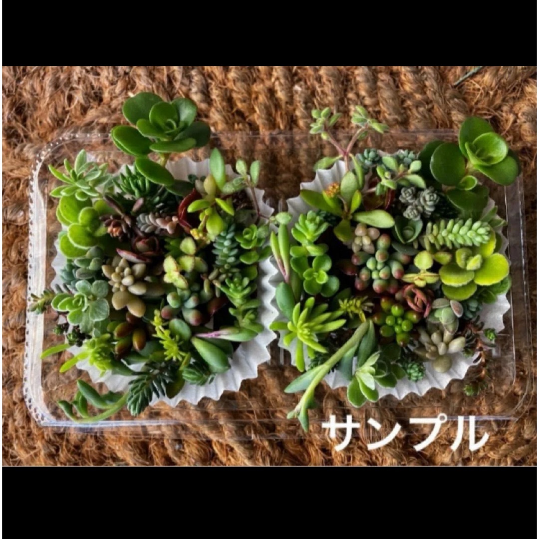 35種類×2倍（同じ種類）　チビカット苗　寄せ植え　多肉植物　セダム　ゆうパケ送 ハンドメイドのフラワー/ガーデン(その他)の商品写真