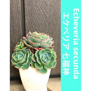 Echeveria secunda/エケベリア 七福神  群生株 抜き苗(その他)