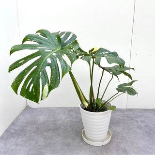 モンステラ　イエローモンスター　斑入り　8【現品】☆希少☆ 観葉植物(その他)