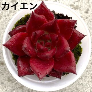 カイエン❤️エケベリア❤️多肉植物　寄せ植え　根付き　韓国(その他)