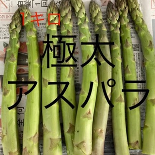 アスパラ　極太1キロ(野菜)