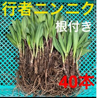 北海道産　行者ニンニク　アイヌネギ　ヒトビロ　キトビロ　根付き　40本(野菜)