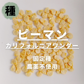 【種】ピーマン　カリフォルニアワンダー　無農薬　15粒(野菜)