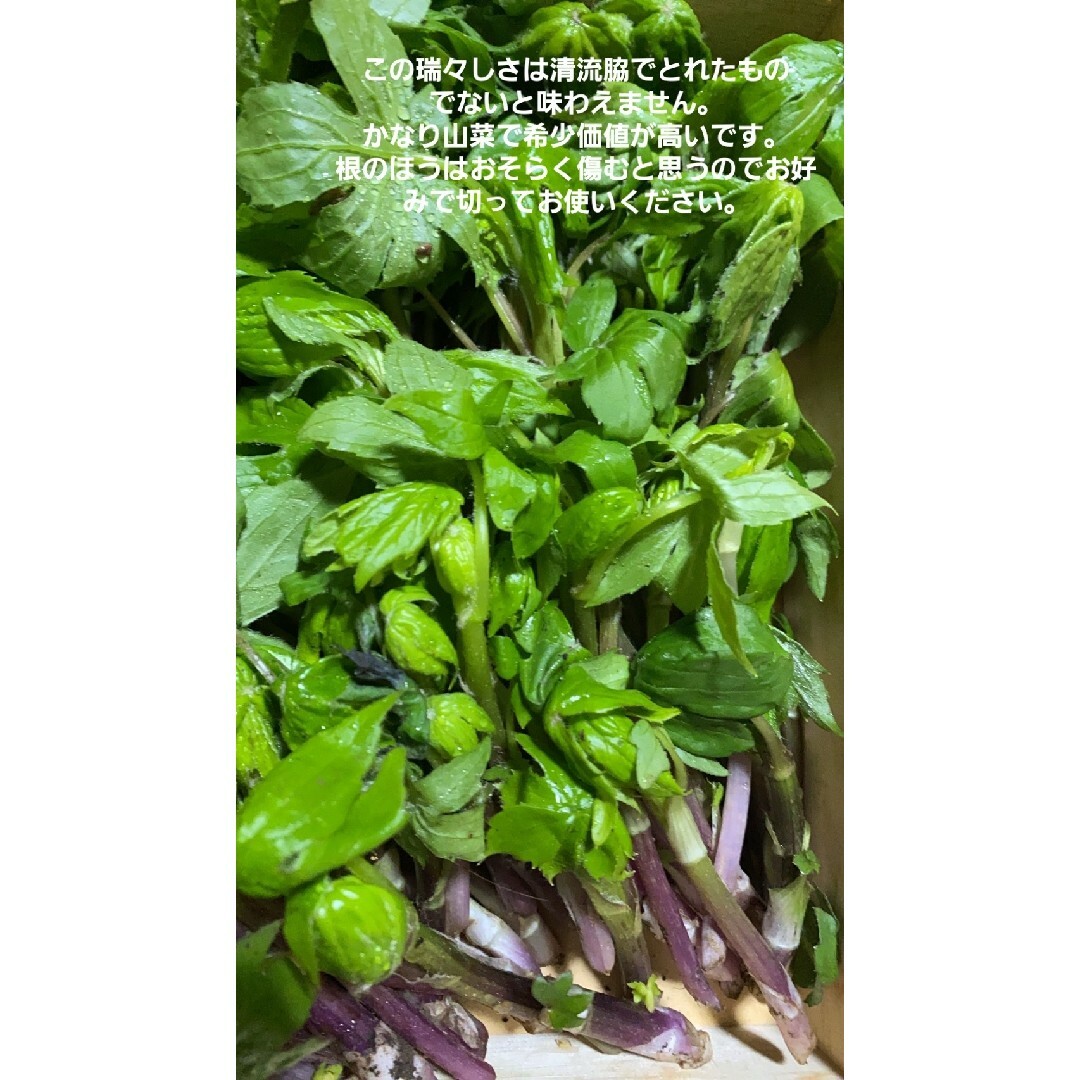 山形庄内鳥海山産　朝摘天然しどけ(モミジガサ)約200g　春野菜　山菜　天麩羅 食品/飲料/酒の食品(野菜)の商品写真